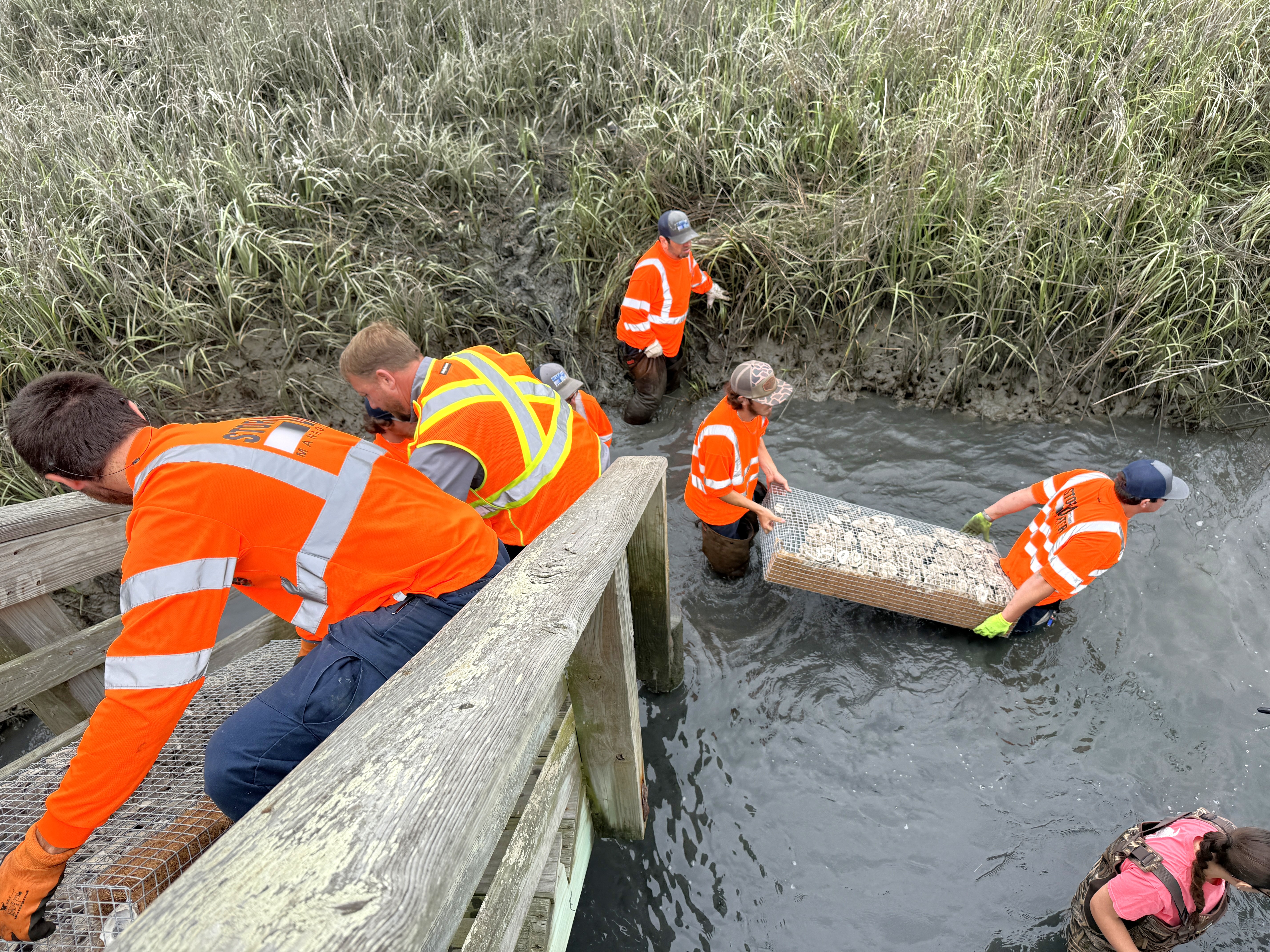 Stormwater crew putting baskets into marsh