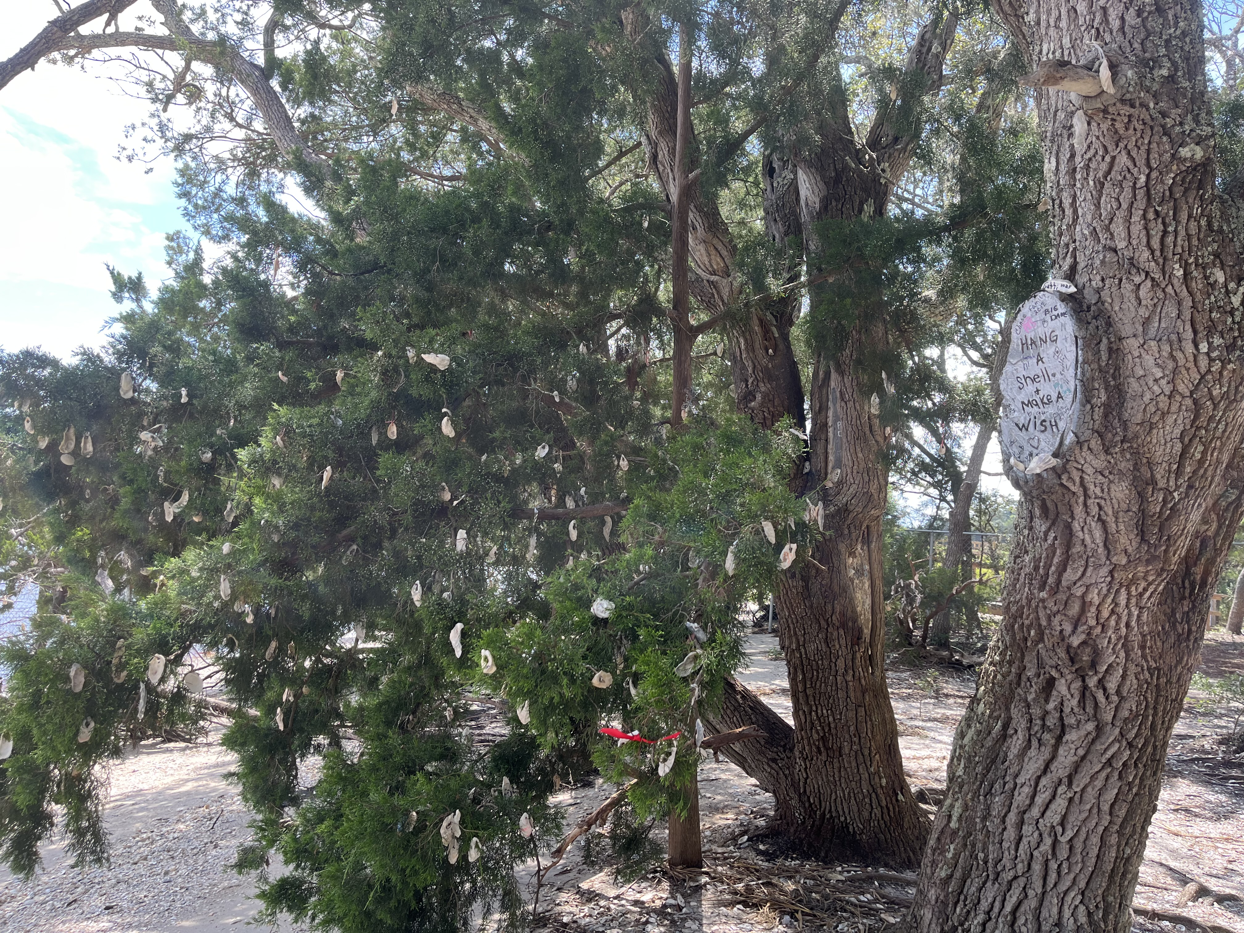 The 'Wishing Tree' located in Vereen Memorial Historical Gardens in Little River, SC.