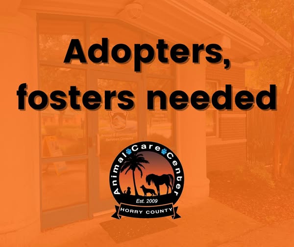 Fosters Adopters Needed At ACC